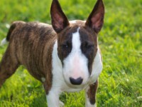 /album/ross-cher-ami-from-the-jolly-bandits/p8265254-jpg/