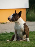 /album/ross-cher-ami-from-the-jolly-bandits/ross-jpg/